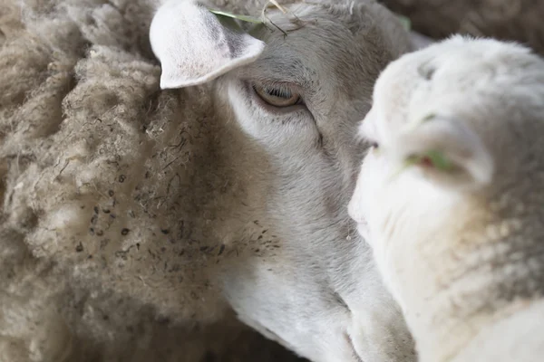 Gros plan d'un mouton, coup de tête — Photo