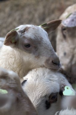 Bir kuzu, closeup headshot