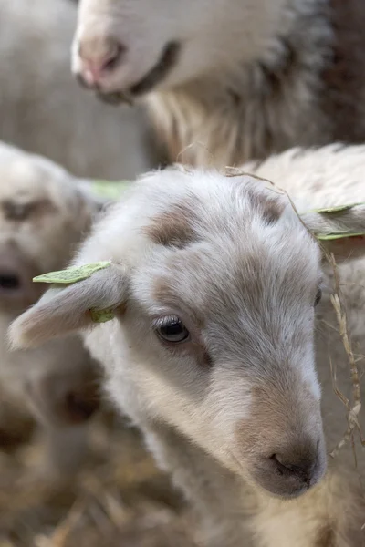 Primo piano di un agnello, colpo alla testa — Foto Stock