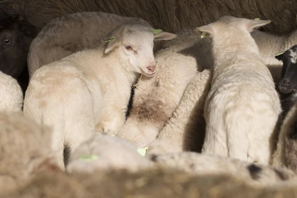 Lambs in a stable — Stock Photo, Image