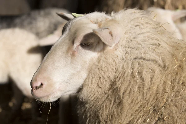 Овцы, крупный план — стоковое фото