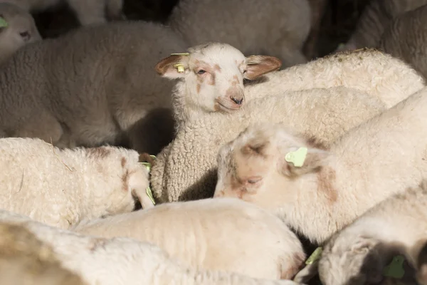 Gregge di agnelli — Foto Stock