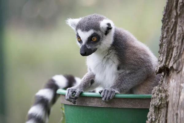 Lemur inclinado y mirando hacia abajo — Foto de Stock