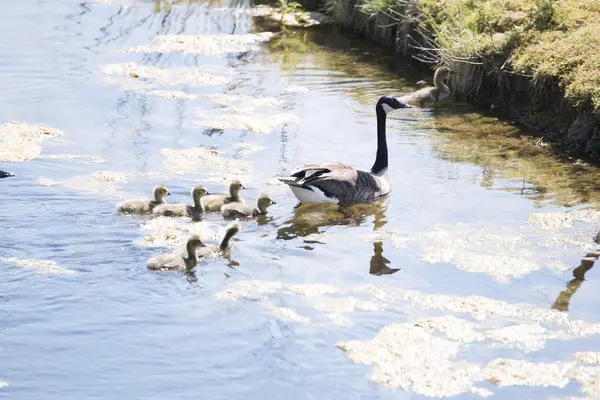 Canadese goose with chicks — Stock Photo, Image