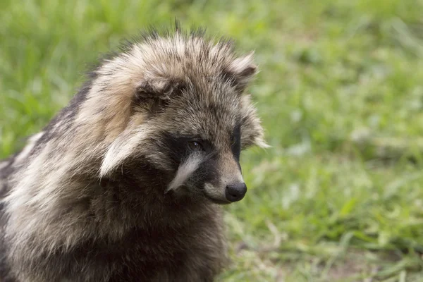 A raccoon, headshot, closeup — Stock Photo, Image