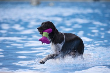 Yüzme havuzunda alma oyuncak köpek