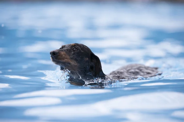 Hund, Dackel, Schwimmen im blauen Wasser — Stockfoto
