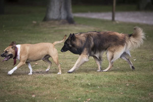 两只狗，追着对方，斯塔福郡斗牛梗和 Belg — 图库照片