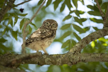 Küçük Baykuş (Athene Noctua) ağaçtaki bir dalda kameraya bakıyor.