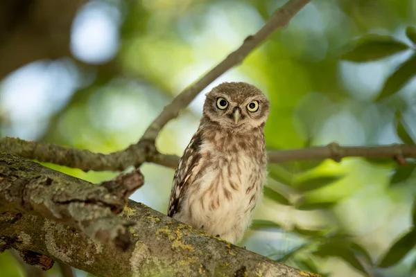 Jovem Coruja Athene Noctua Olhando Câmera — Fotografia de Stock