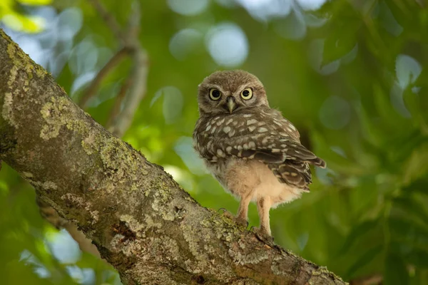 Jonge Uil Athene Noctua Zittend Een Tak — Stockfoto