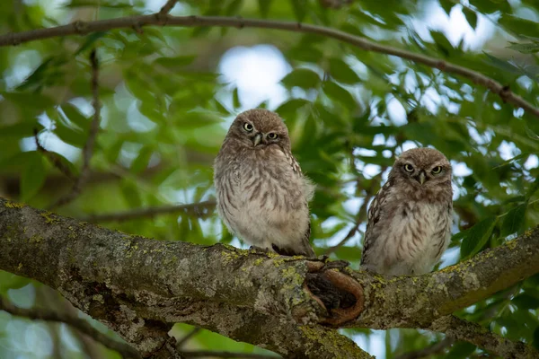 Due Giovani Gufi Seduti Albero — Foto Stock