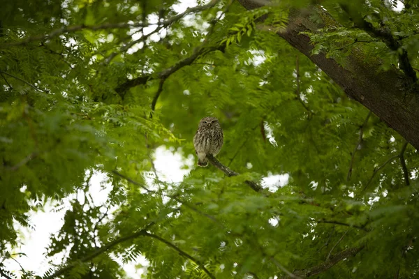 Pequeño Búho Athene Noctua Una Rama Árbol Enorme — Foto de Stock