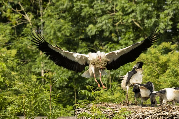 斯托克带着幼鱼的食物降落在鸟巢 — 图库照片
