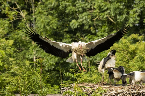 Sstork Lander Redet Med Mat Til Unge – stockfoto