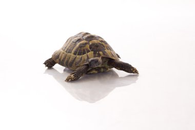Greek land tortoise, Testudo Hermanni, shiny floor, isolated