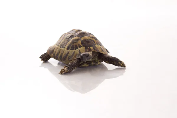 Grego tartaruga terrestre, Testudo Hermanni, piso brilhante, isolado — Fotografia de Stock