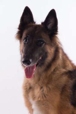 Belgian Shepherd Tervuren bitch sitting, headshot, isolated