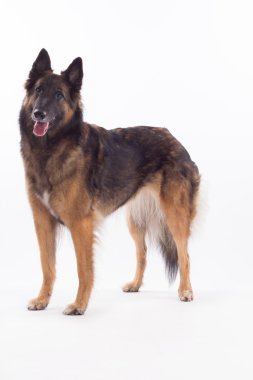 Belgian Shepherd Tervuren bitch standing, white studio background