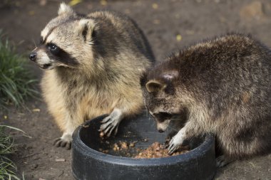 Two raccouns eating