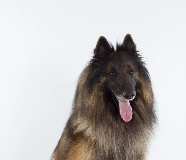 Belgian Shepherd Tervuren dog head shot, white studio background — Stockfoto