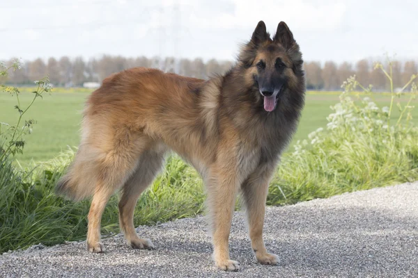 Pastor belga Tervuren perro, de pie — Foto de Stock