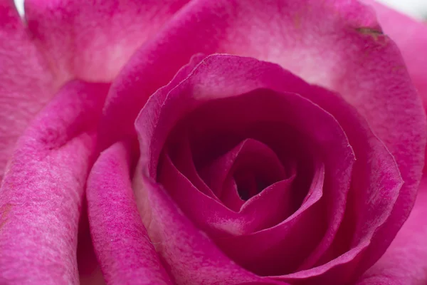 Roze roos close-up — Stockfoto