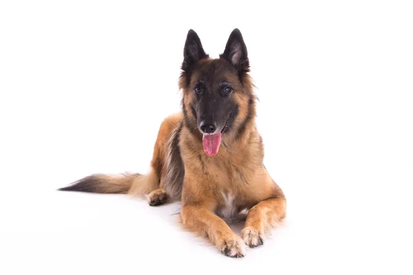 Belgische herder Tervuren teef vaststelling, geïsoleerd — Stockfoto