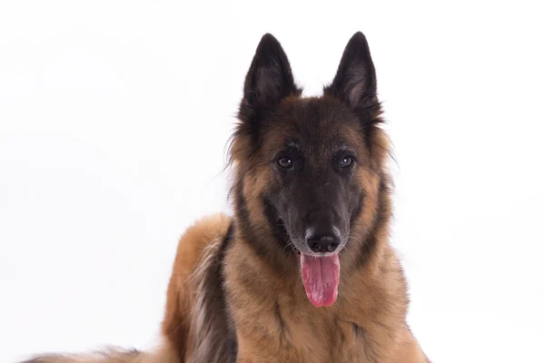 Belgischer Schäferhund Tervuren Hündin legt sich hin, isoliert — Stockfoto