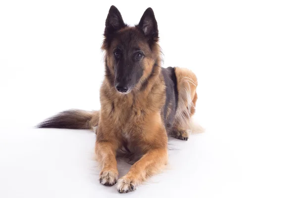 Belgijski Tervuren Shepherd suka ustanawiające, na białym tle — Zdjęcie stockowe