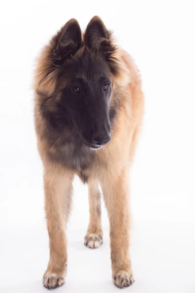 Belgischer Schäferhund tervuren Welpe, sechs Monate alt, isoliert — Stockfoto