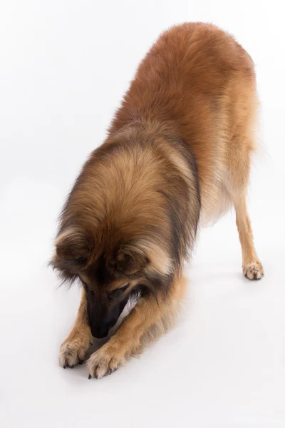 Belgian Shepherd Tervuren dog, white studio background — Stock Fotó