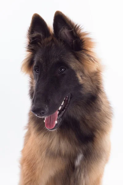Belgian Shepherd Tervuren dog puppy, headshot, isolated — Stockfoto