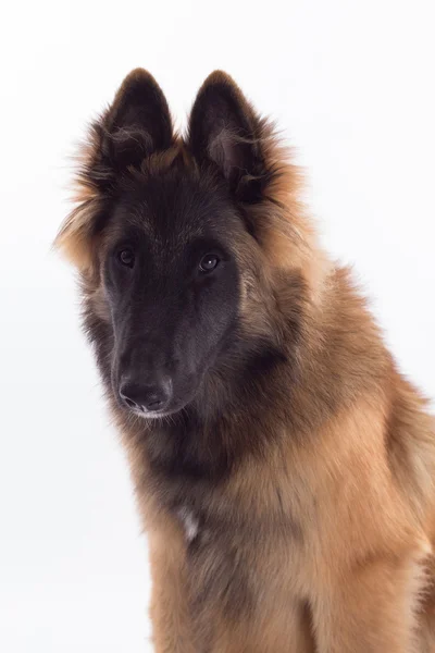 Belgian Shepherd Tervuren dog puppy, isolated — Stock fotografie