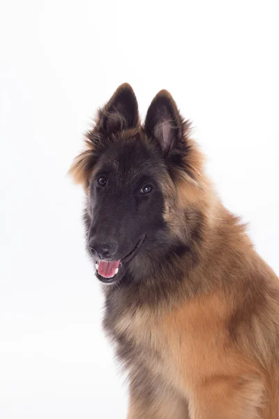 Belgian Shepherd Tervuren dog puppy, headshot, isolated — 스톡 사진