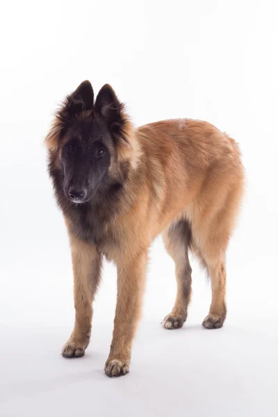 Belgischer Schäferhund tervuren Hundewelpe, isoliert — Stockfoto