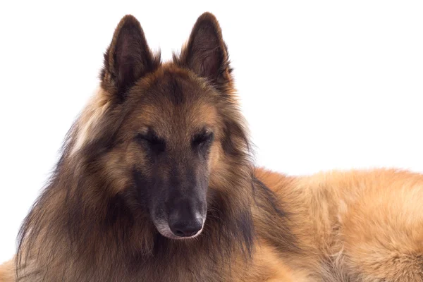 Pastor belga Tervuren, perro, tumbado, fondo blanco del estudio — Foto de Stock