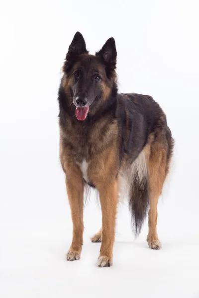 Belgian Shepherd Tervuren bitch standing, white studio background — Zdjęcie stockowe