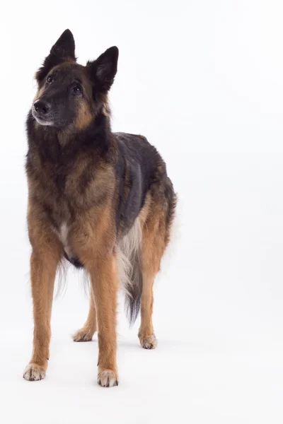 Belgian Shepherd Tervuren bitch standing, white studio background — Zdjęcie stockowe