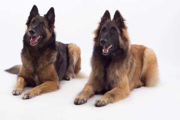 Tervuren tik och hund liggande, vit studio bakgrund — Stockfoto