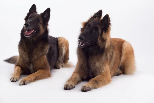 Tervuren cagna e cane sdraiato, bianco studio di sfondo — Foto Stock