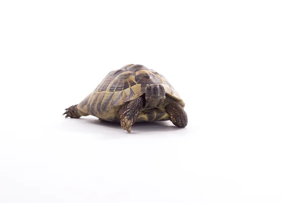 Grego terra tartaruga, Testudo Hermanni, fundo estúdio branco — Fotografia de Stock