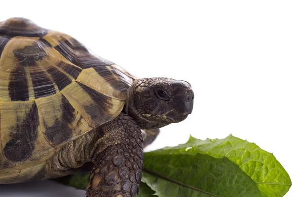 Grego terra tartaruga, Testudo Hermanni, fundo estúdio branco — Fotografia de Stock