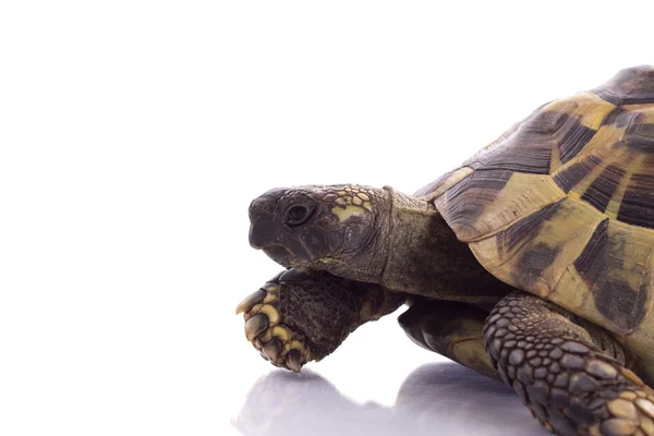 Grego terra tartaruga, Testudo Hermanni, fundo estúdio branco — Fotografia de Stock