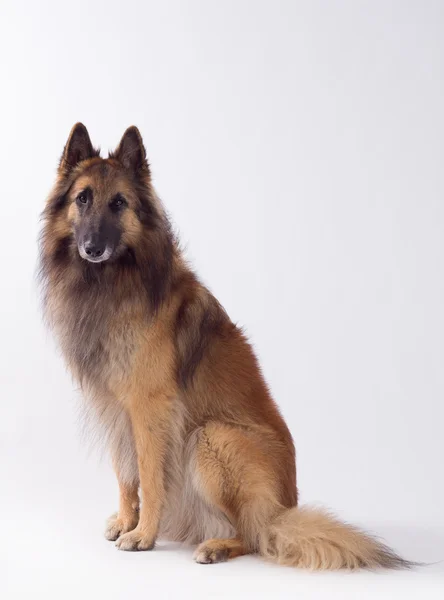 Tervuren dog sitting, studio background — 스톡 사진