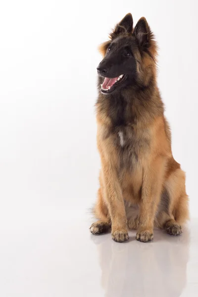 Tervuren cachorro cão, isolado — Fotografia de Stock