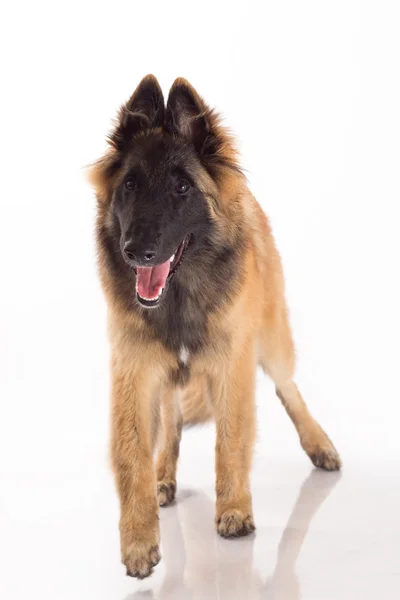 Belgian Shepherd Tervuren puppy standing, isolated — Stock fotografie