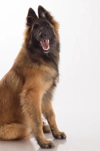 Belgischer Schäferhund tervuren Hundewelpe, isoliert — Stockfoto