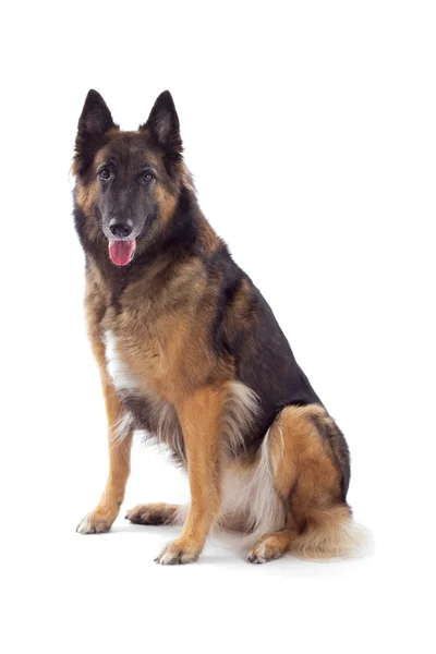 Belgian Shepherd Tervuren bitch, isolated — 스톡 사진