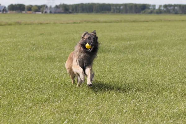 Dog running with ball in mouth — 图库照片